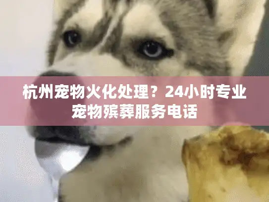 杭州宠物火化处理？24小时专业宠物殡葬服务电话