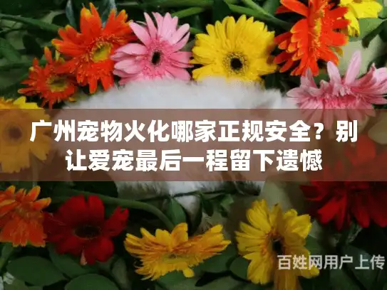 广州宠物火化哪家正规安全？别让爱宠最后一程留下遗憾