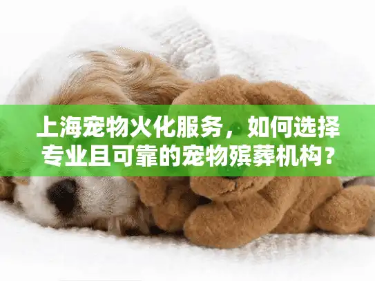 上海宠物火化服务，如何选择专业且可靠的宠物殡葬机构？