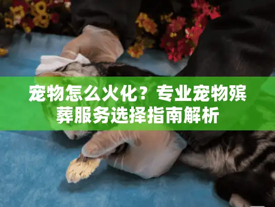 宠物怎么火化？专业宠物殡葬服务选择指南解析