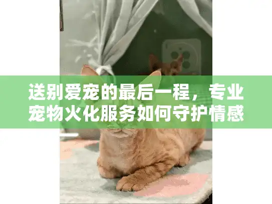 送别爱宠的最后一程，专业宠物火化服务如何守护情感尊严？