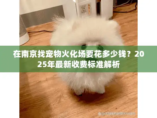在南京找宠物火化场要花多少钱？2025年最新收费标准解析