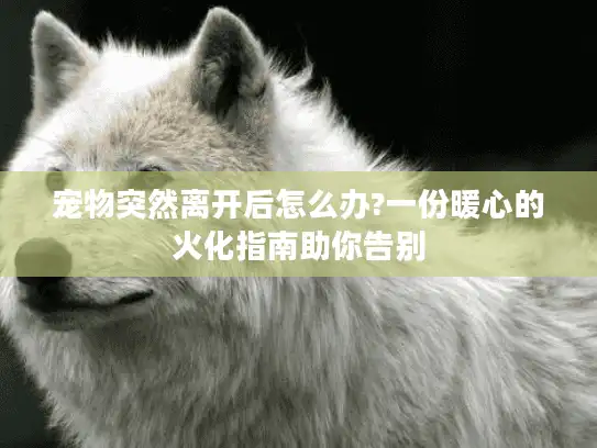 宠物突然离开后怎么办?一份暖心的火化指南助你告别