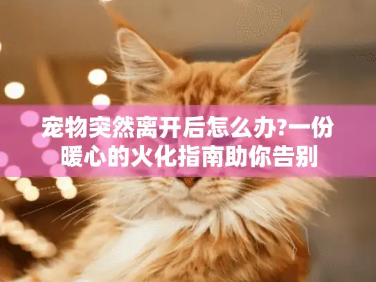 宠物突然离开后怎么办?一份暖心的火化指南助你告别