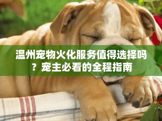 温州宠物火化服务值得选择吗？宠主必看的全程指南