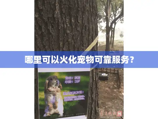 哪里可以火化宠物可靠服务？