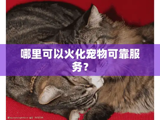 哪里可以火化宠物可靠服务？