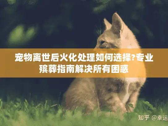 宠物离世后火化处理如何选择?专业殡葬指南解决所有困惑