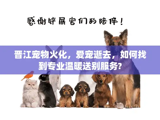 晋江宠物火化，爱宠逝去，如何找到专业温暖送别服务?