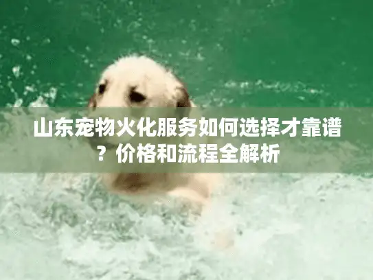 山东宠物火化服务如何选择才靠谱？价格和流程全解析