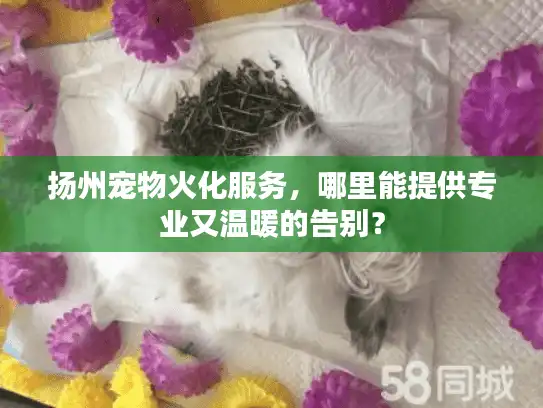 扬州宠物火化服务，哪里能提供专业又温暖的告别？