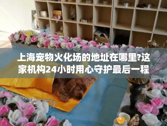 上海宠物火化场的地址在哪里?这家机构24小时用心守护最后一程