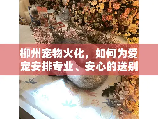 柳州宠物火化，如何为爱宠安排专业、安心的送别服务？