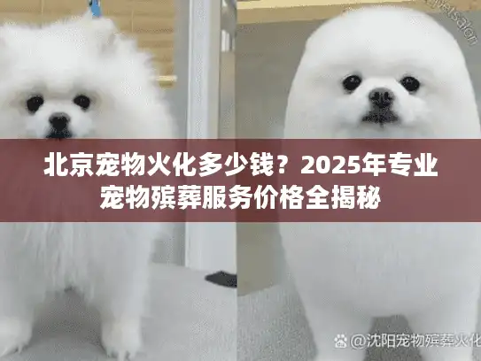北京宠物火化多少钱？2025年专业宠物殡葬服务价格全揭秘