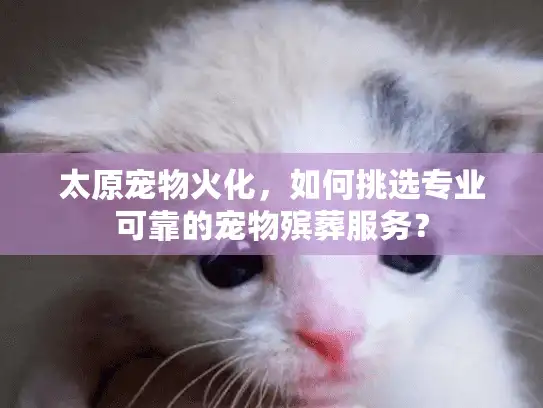 太原宠物火化，如何挑选专业可靠的宠物殡葬服务？