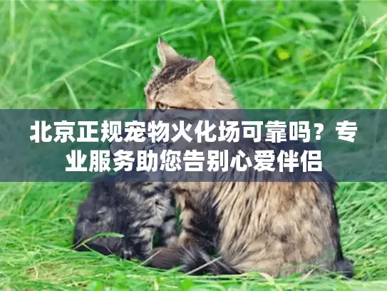 北京正规宠物火化场可靠吗？专业服务助您告别心爱伴侣