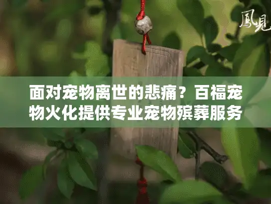 面对宠物离世的悲痛？百福宠物火化提供专业宠物殡葬服务指南