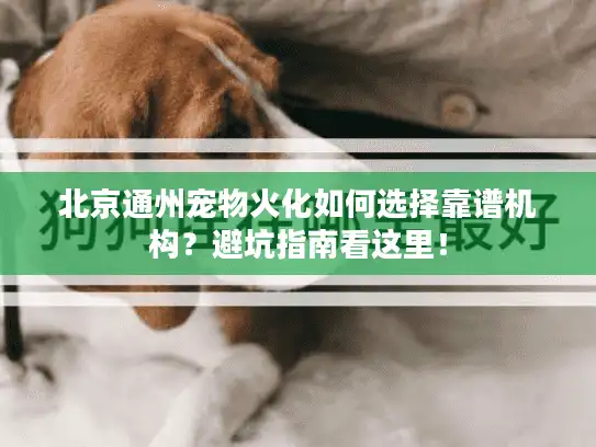 北京通州宠物火化如何选择靠谱机构？避坑指南看这里！