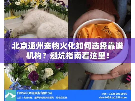 北京通州宠物火化如何选择靠谱机构？避坑指南看这里！
