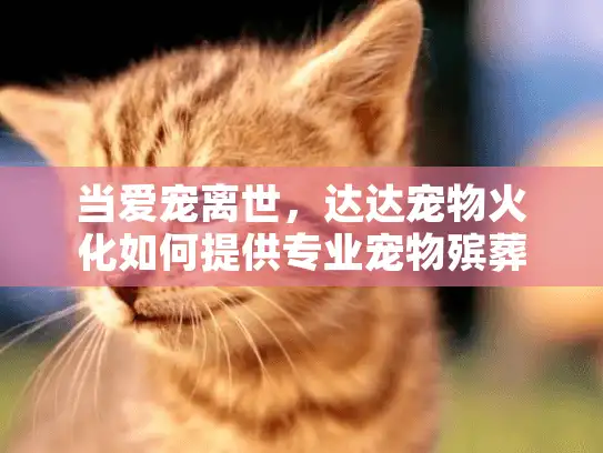 当爱宠离世，达达宠物火化如何提供专业宠物殡葬服务？