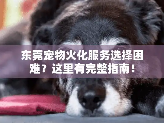 东莞宠物火化服务选择困难？这里有完整指南！
