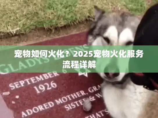 宠物如何火化？2025宠物火化服务流程详解