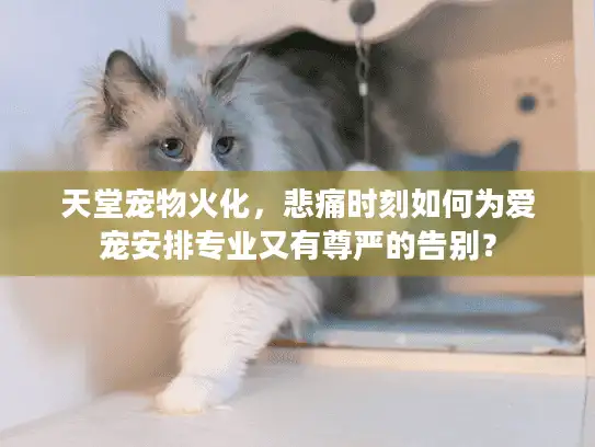天堂宠物火化，悲痛时刻如何为爱宠安排专业又有尊严的告别？