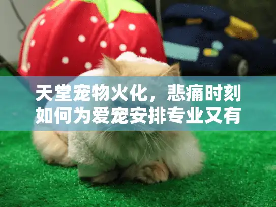 天堂宠物火化，悲痛时刻如何为爱宠安排专业又有尊严的告别？