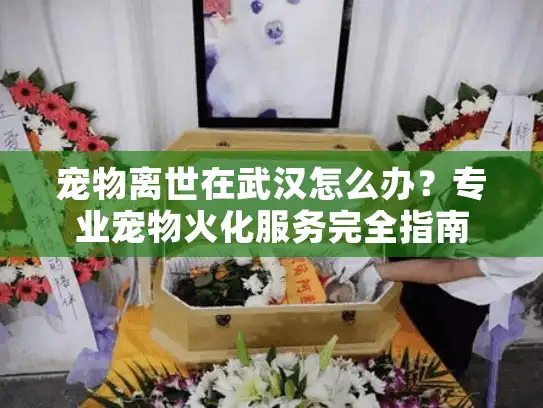 宠物离世在武汉怎么办？专业宠物火化服务完全指南