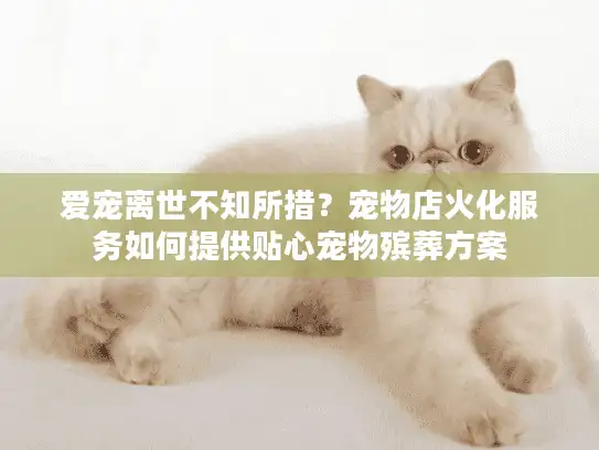 爱宠离世不知所措？宠物店火化服务如何提供贴心宠物殡葬方案