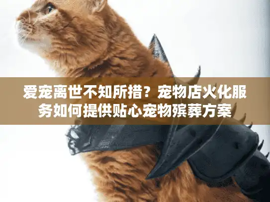 爱宠离世不知所措？宠物店火化服务如何提供贴心宠物殡葬方案