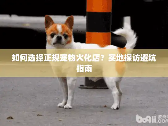 如何选择正规宠物火化店？实地探访避坑指南