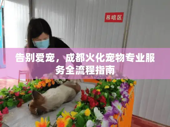 告别爱宠，成都火化宠物专业服务全流程指南