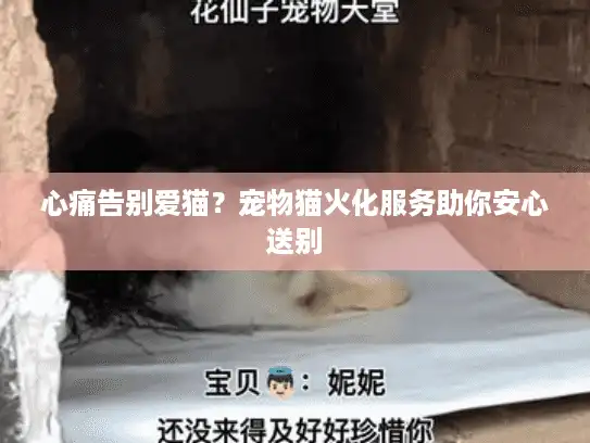 心痛告别爱猫？宠物猫火化服务助你安心送别