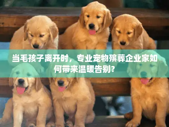 当毛孩子离开时，专业宠物殡葬企业家如何带来温暖告别？