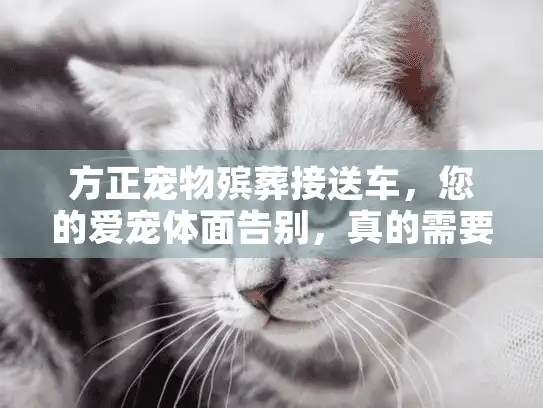 方正宠物殡葬接送车，您的爱宠体面告别，真的需要专业接送服务吗？