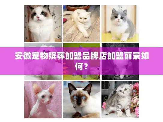 安徽宠物殡葬加盟品牌店加盟前景如何？