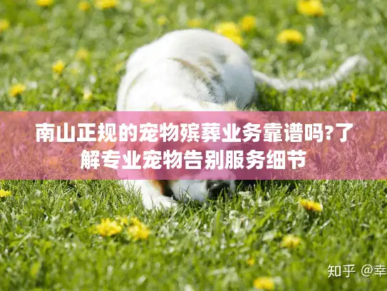 南山正规的宠物殡葬业务靠谱吗?了解专业宠物告别服务细节