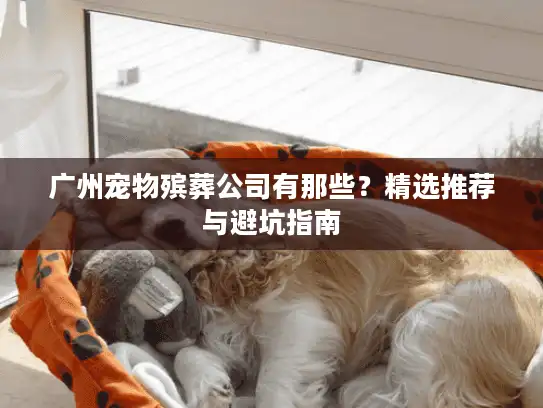 广州宠物殡葬公司有那些？精选推荐与避坑指南