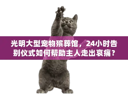 光明大型宠物殡葬馆，24小时告别仪式如何帮助主人走出哀痛？