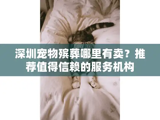 深圳宠物殡葬哪里有卖？推荐值得信赖的服务机构