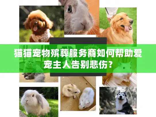 猫猫宠物殡葬服务商如何帮助爱宠主人告别悲伤？