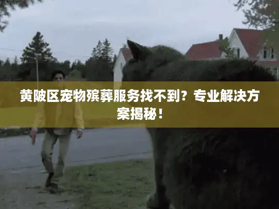 黄陂区宠物殡葬服务找不到？专业解决方案揭秘！