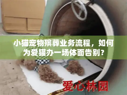 小猫宠物殡葬业务流程，如何为爱猫办一场体面告别？