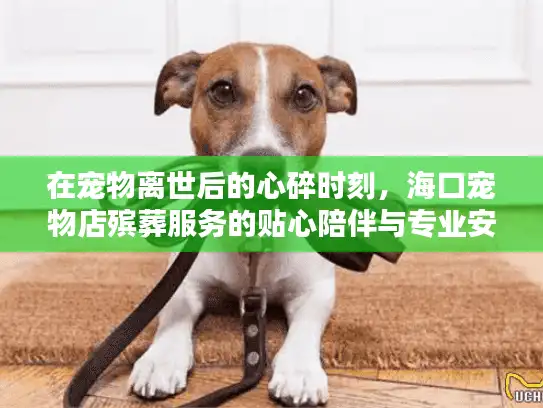 在宠物离世后的心碎时刻，海口宠物店殡葬服务的贴心陪伴与专业安排