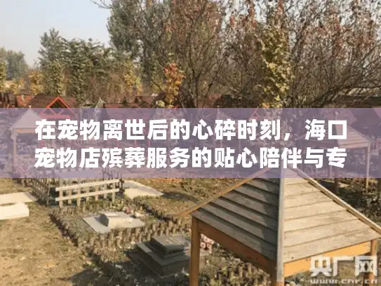 在宠物离世后的心碎时刻，海口宠物店殡葬服务的贴心陪伴与专业安排