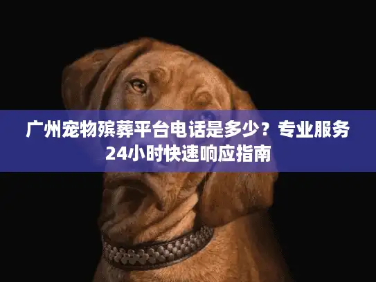 广州宠物殡葬平台电话是多少？专业服务24小时快速响应指南
