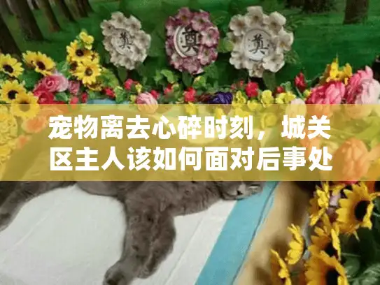 宠物离去心碎时刻，城关区主人该如何面对后事处理？