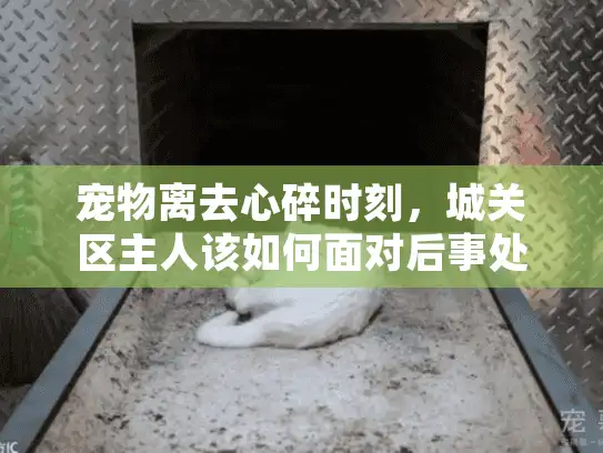 宠物离去心碎时刻，城关区主人该如何面对后事处理？