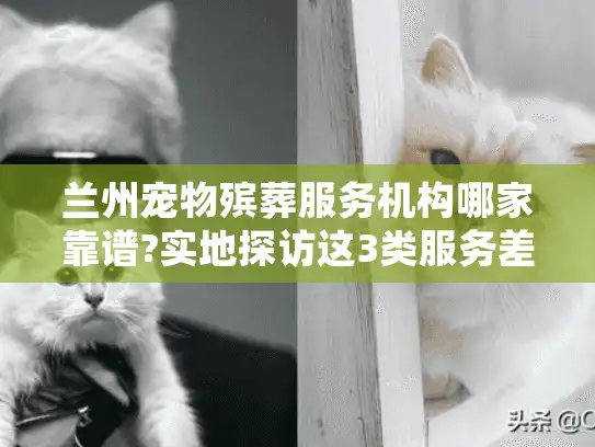 兰州宠物殡葬服务机构哪家靠谱?实地探访这3类服务差异